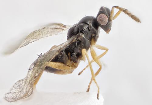 Tamarixia sp.
